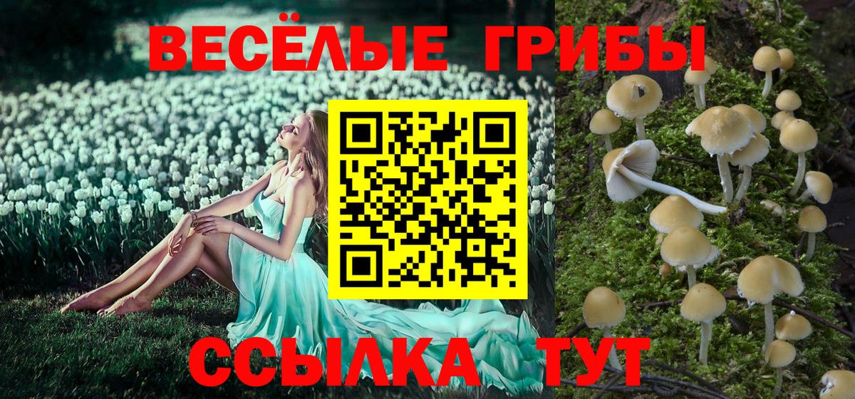 Псилоцибиновые грибы мицелий Кинель